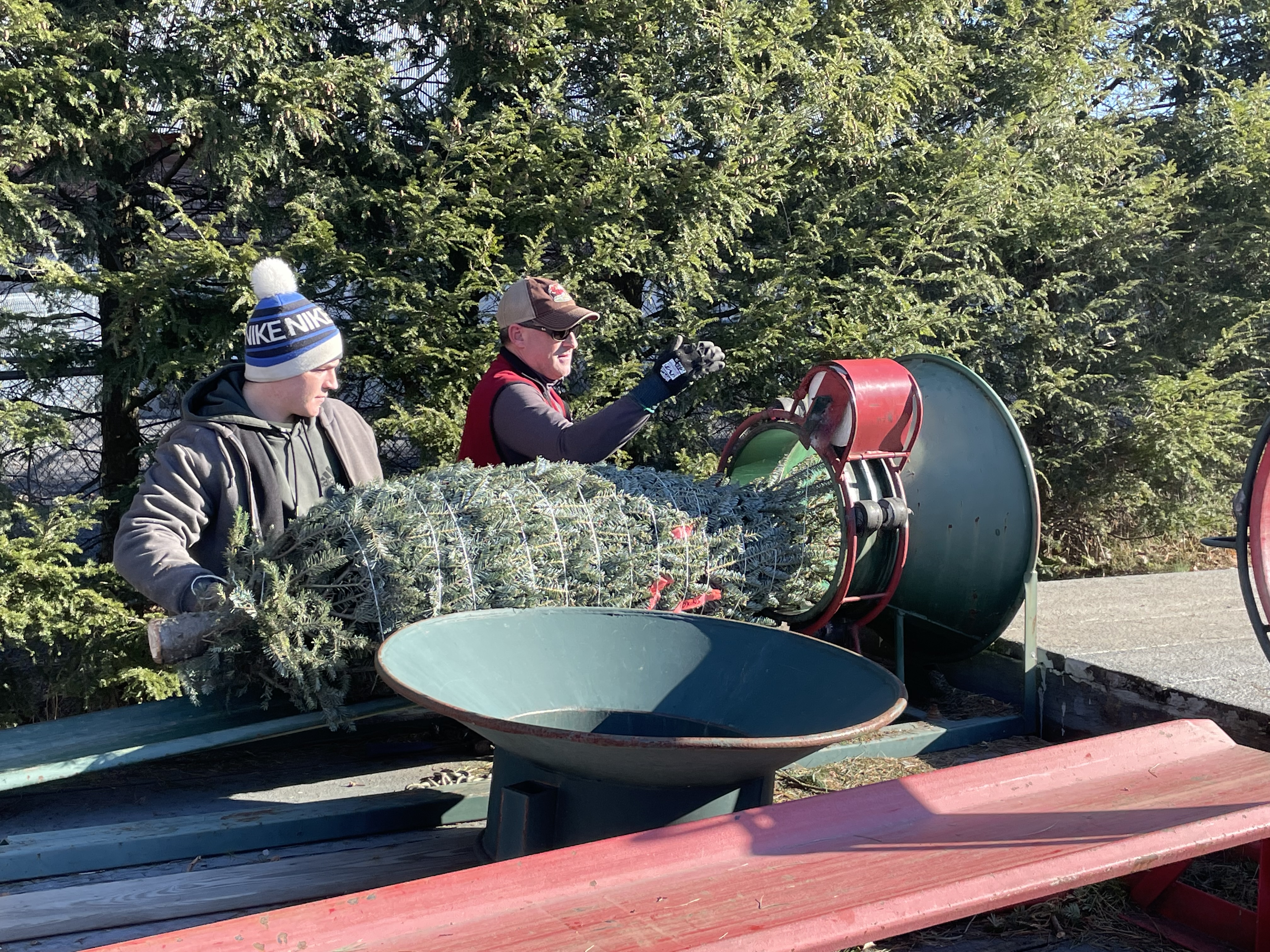 Tree being wrapped and baled for transport